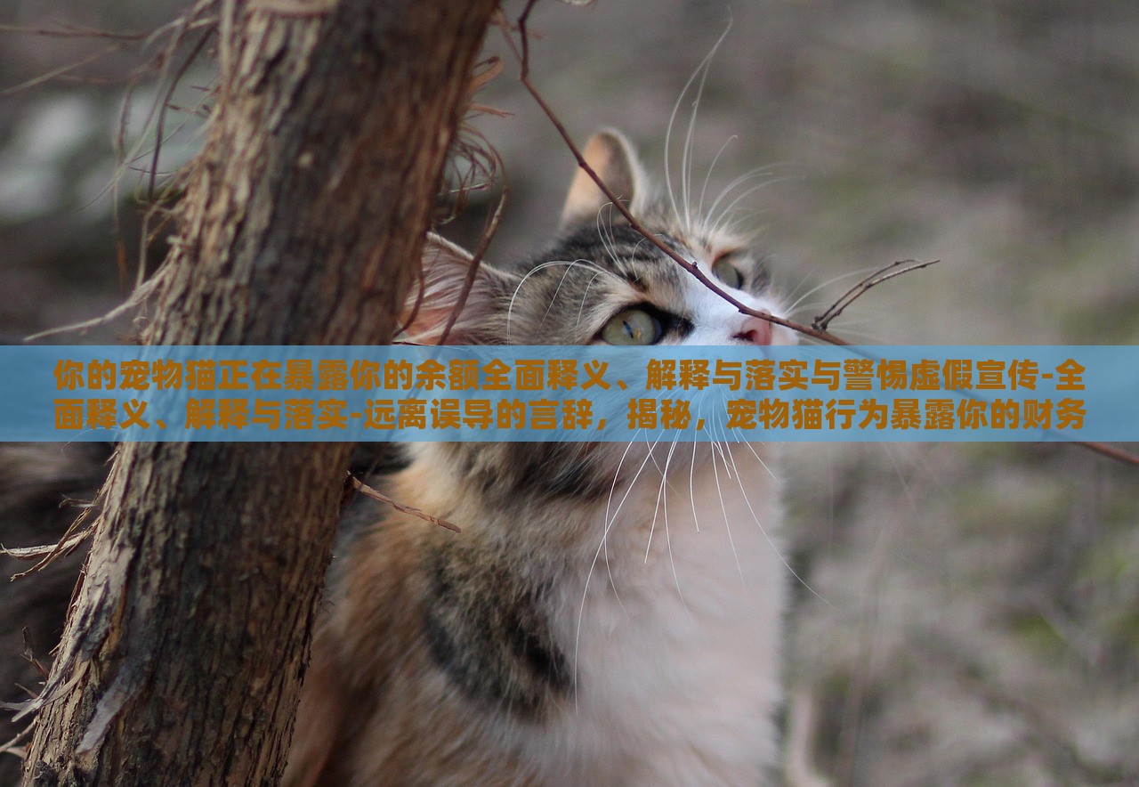 你的宠物猫正在暴露你的余额全面释义、解释与落实与警惕虚假宣传-全面释义、解释与落实-远离误导的言辞，揭秘，宠物猫行为暴露你的财务秘密，警惕虚假宣传陷阱