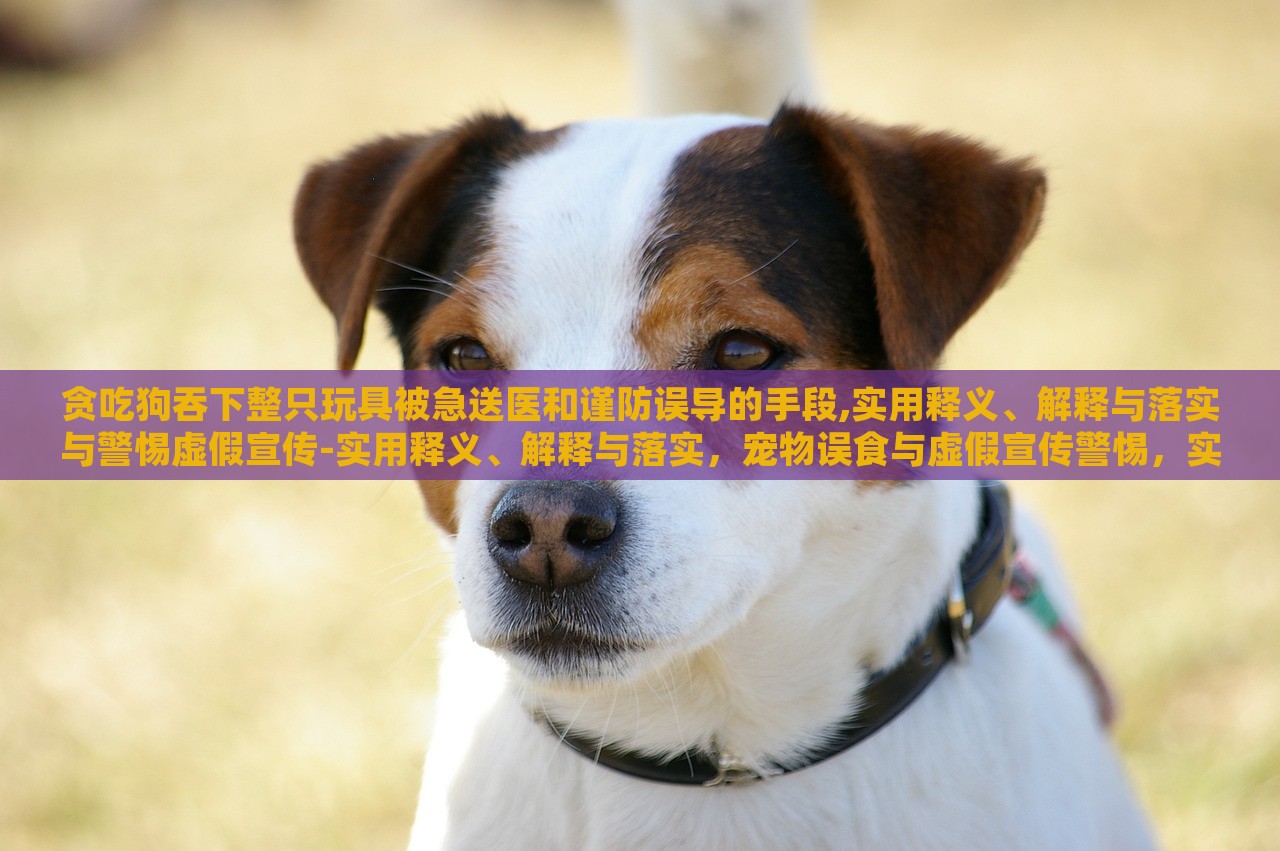 贪吃狗吞下整只玩具被急送医和谨防误导的手段,实用释义、解释与落实与警惕虚假宣传-实用释义、解释与落实，宠物误食与虚假宣传警惕，实用指南与案例分析