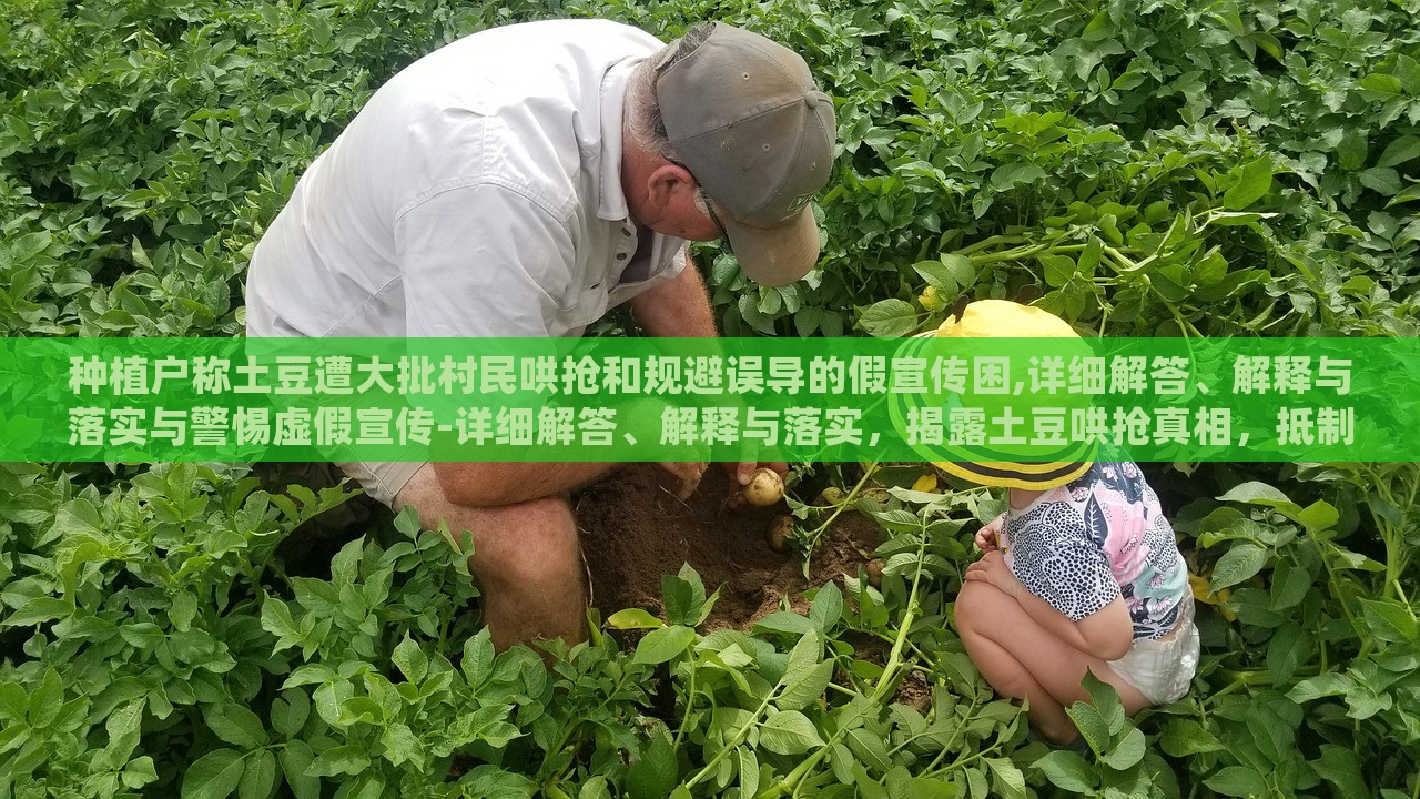 种植户称土豆遭大批村民哄抢和规避误导的假宣传困,详细解答、解释与落实与警惕虚假宣传-详细解答、解释与落实，揭露土豆哄抢真相，抵制虚假宣传，守护种植户权益
