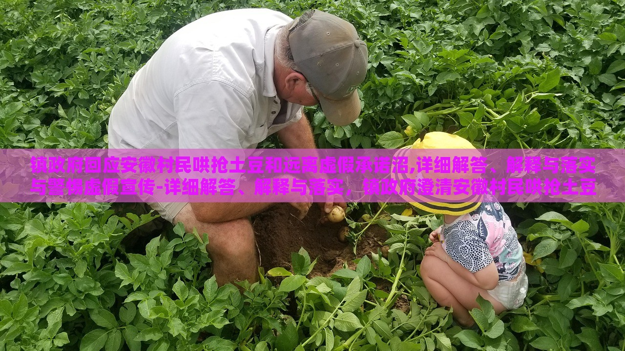 镇政府回应安徽村民哄抢土豆和远离虚假承诺沼,详细解答、解释与落实与警惕虚假宣传-详细解答、解释与落实，镇政府澄清安徽村民哄抢土豆事件，揭秘虚假承诺真相与防范宣传误导