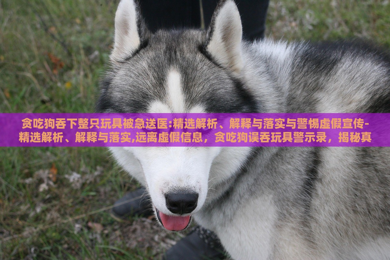 贪吃狗吞下整只玩具被急送医:精选解析、解释与落实与警惕虚假宣传-精选解析、解释与落实,远离虚假信息，贪吃狗误吞玩具警示录，揭秘真相与抵制虚假宣传