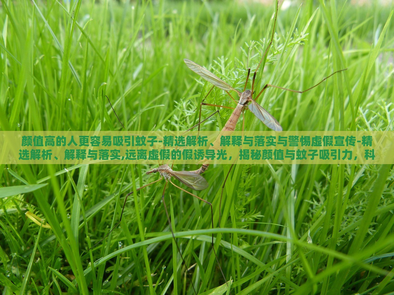 颜值高的人更容易吸引蚊子-精选解析、解释与落实与警惕虚假宣传-精选解析、解释与落实,远离虚假的假诱导光，揭秘颜值与蚊子吸引力，科学真相与虚假宣传警示